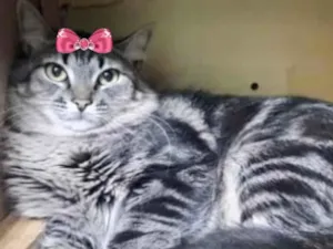 Gato raça Mestiça  idade 7 a 11 meses nome Mila 