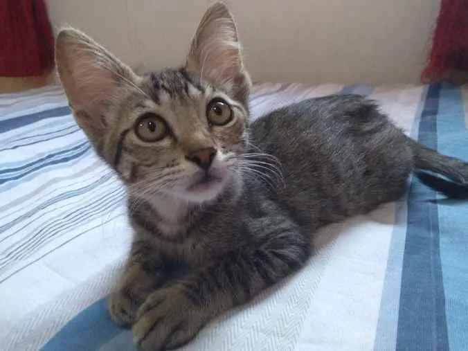 Gato raça SRD-ViraLata idade 2 a 6 meses nome Todd