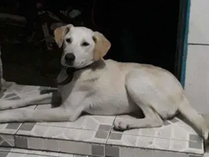 Cachorro raça SRD idade 7 a 11 meses nome Chuvisco