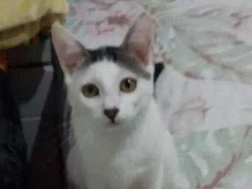 Gato ra a São gatos e não sei a raça idade 2 a 6 meses nome Sem nome