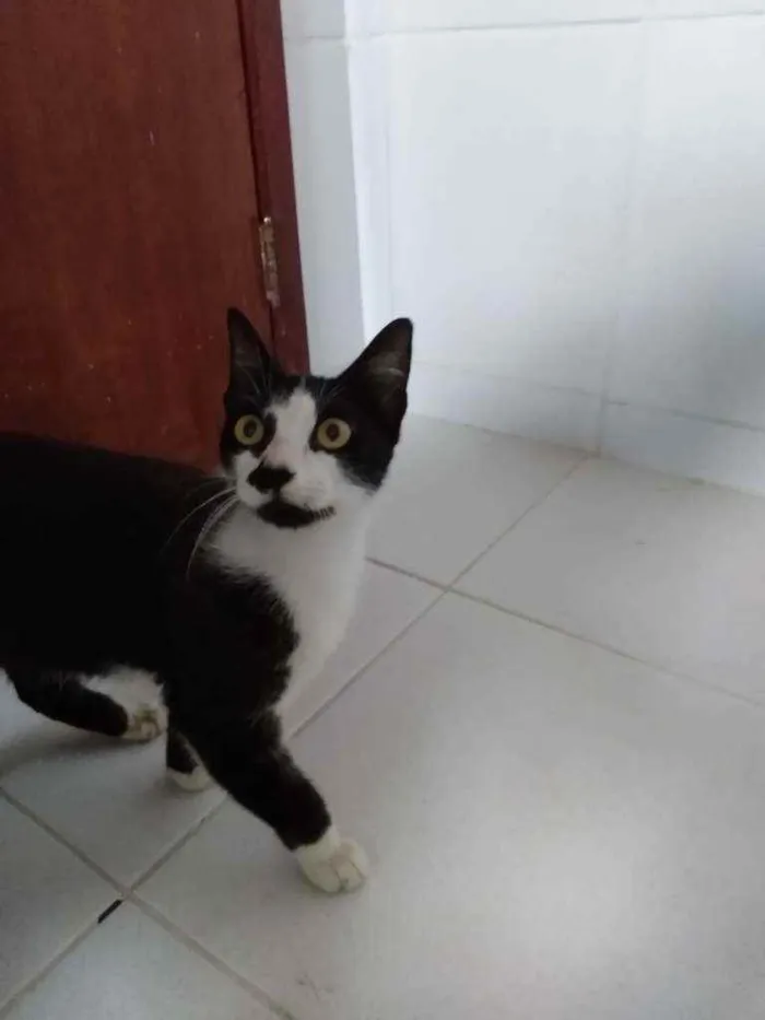 Gato ra a Frajolinha idade 1 ano nome Amanda