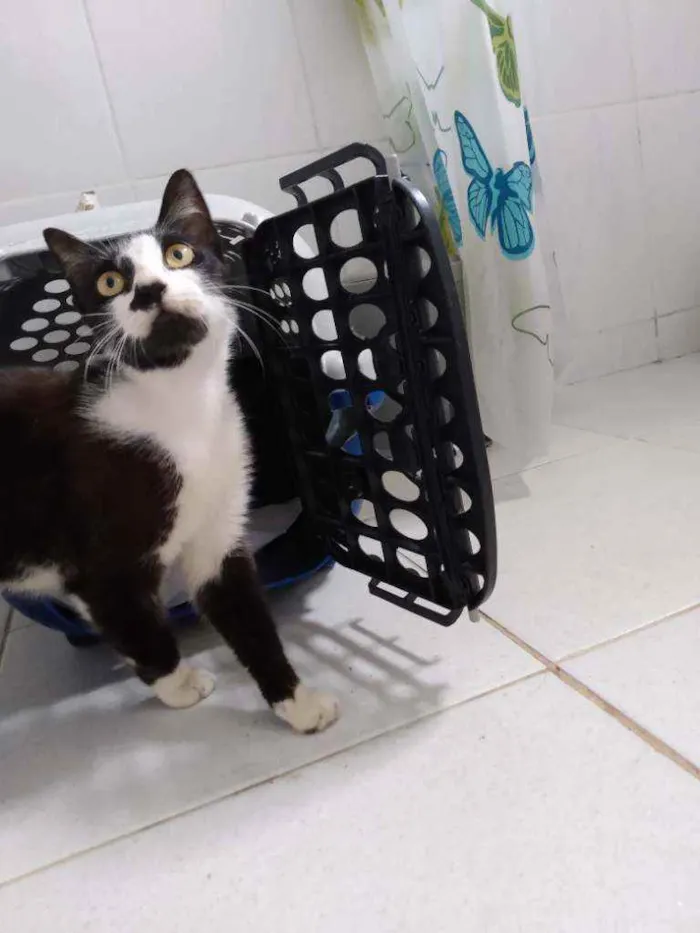 Gato ra a Frajolinha idade 1 ano nome Amanda