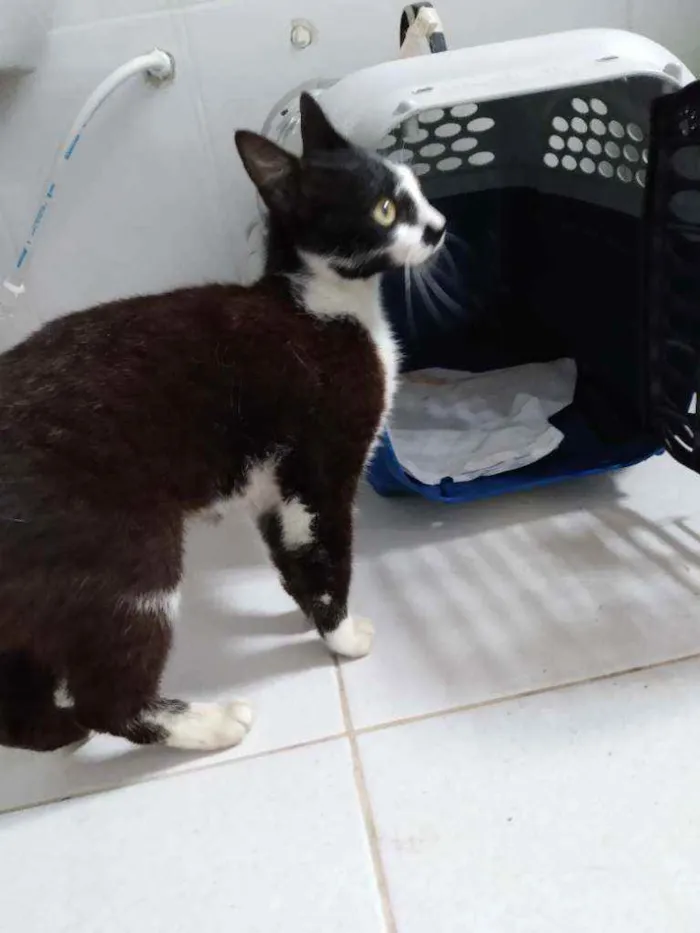 Gato ra a Frajolinha idade 1 ano nome Amanda