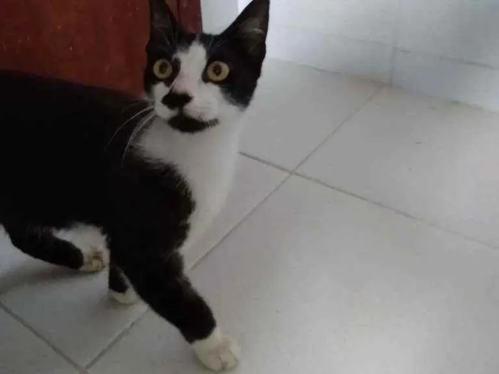 Gato ra a Frajolinha idade 1 ano nome Amanda