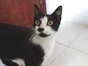 Gato raça Frajolinha idade 1 ano nome Amanda