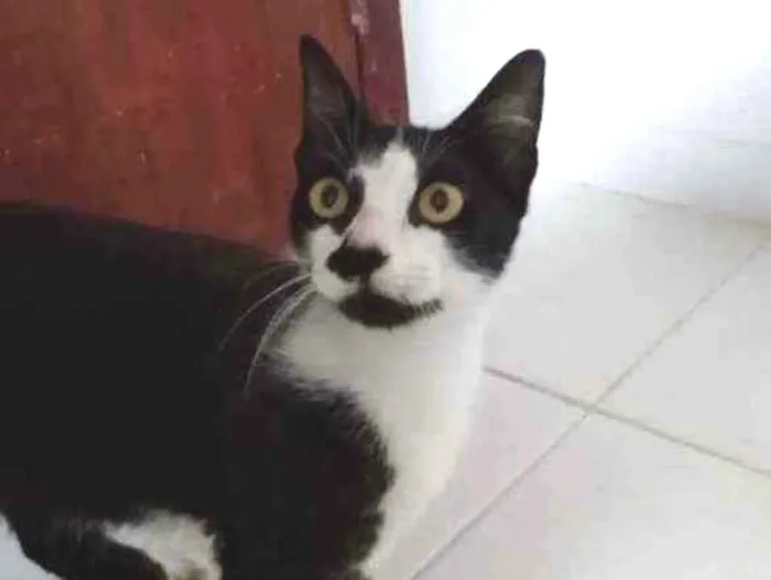 Gato ra a Frajolinha idade 1 ano nome Amanda