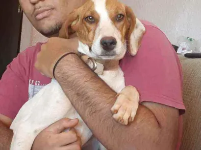 Cachorro raça Americana idade 7 a 11 meses nome Madona