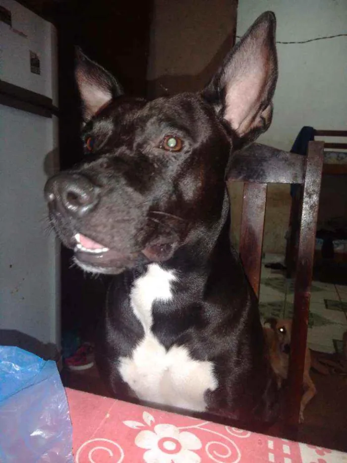 Cachorro ra a Pitbull idade 2 anos nome Iky