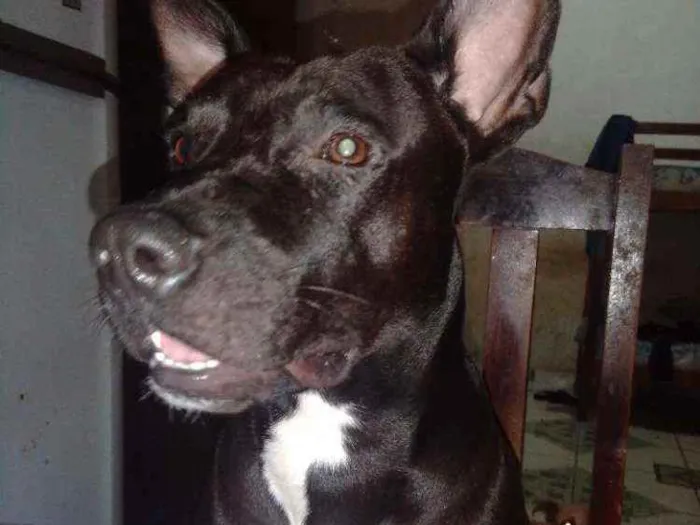 Cachorro ra a Pitbull idade 2 anos nome Iky