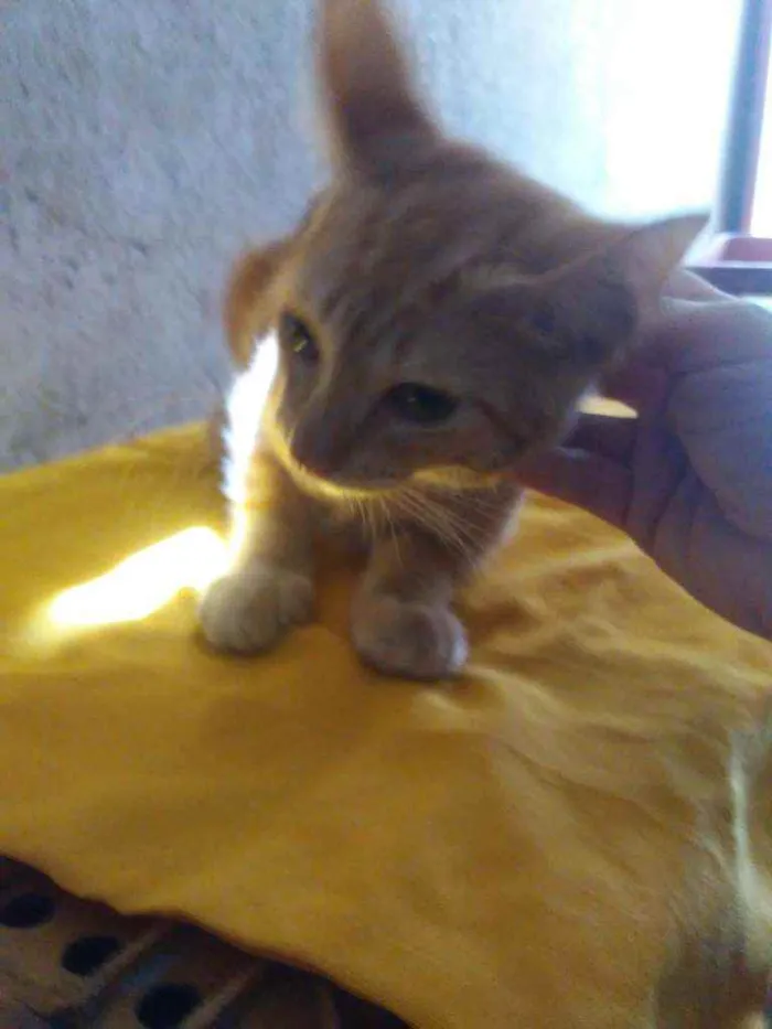 Gato ra a Diferente idade 2 a 6 meses nome Pingo de ouro