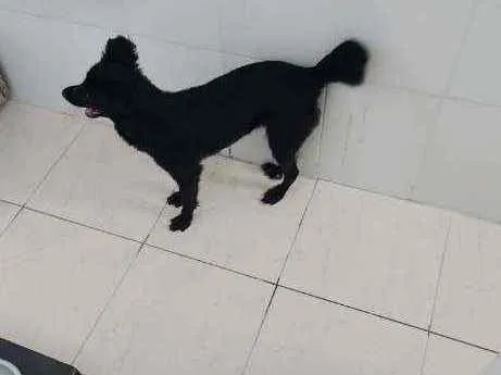 Cachorro raça Srd idade 3 anos nome Estrela