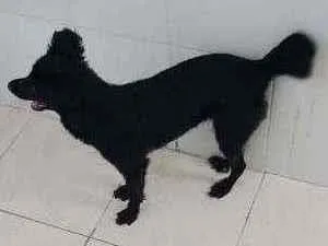 Cachorro raça Srd idade 3 anos nome Estrela