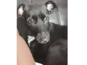 Cachorro raça Srd idade 3 anos nome Estrela