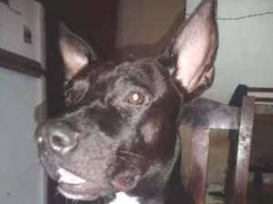 Cachorro raça Pitbull idade 2 anos nome Iky