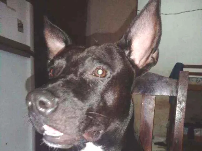 Cachorro ra a Pitbull idade 2 anos nome Iky