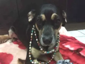 Gato raça Srd idade 1 ano nome Lili