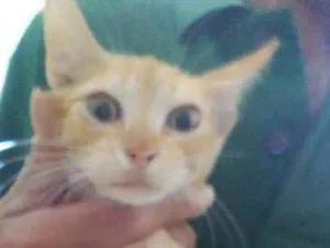 Gato raça Diferente idade 2 a 6 meses nome Pingo de ouro