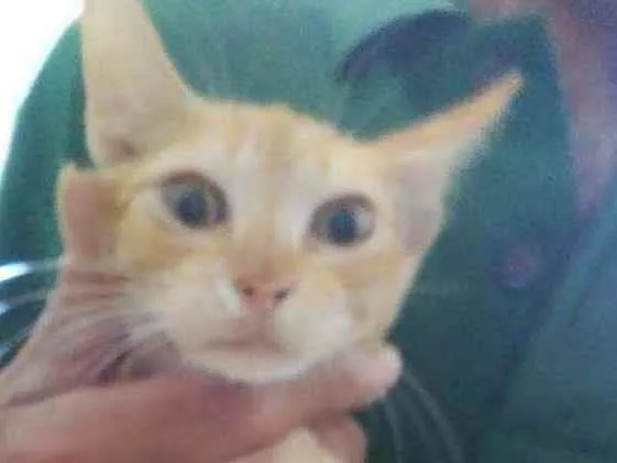 Gato ra a Diferente idade 2 a 6 meses nome Pingo de ouro