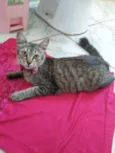 Floquinha