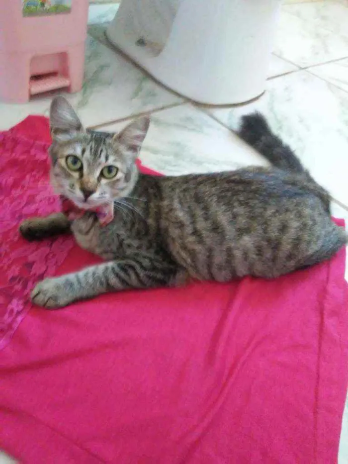 Gato ra a Diferente idade 7 a 11 meses nome Floquinha