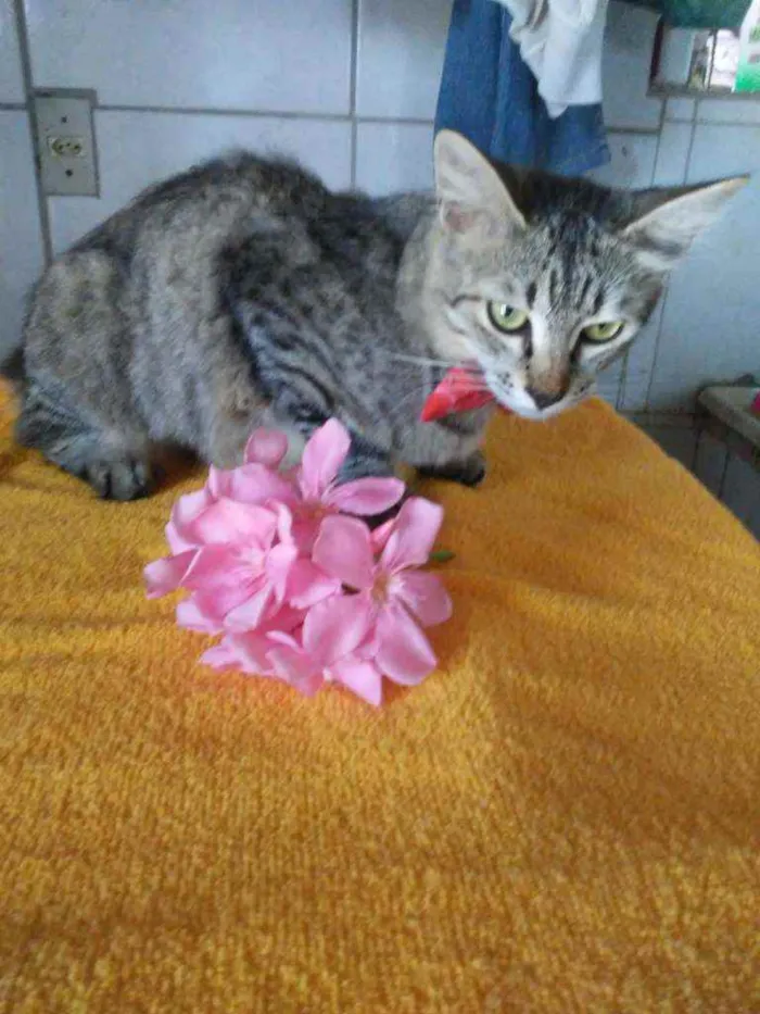 Gato ra a Diferente idade 7 a 11 meses nome Floquinha