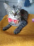 Floquinha