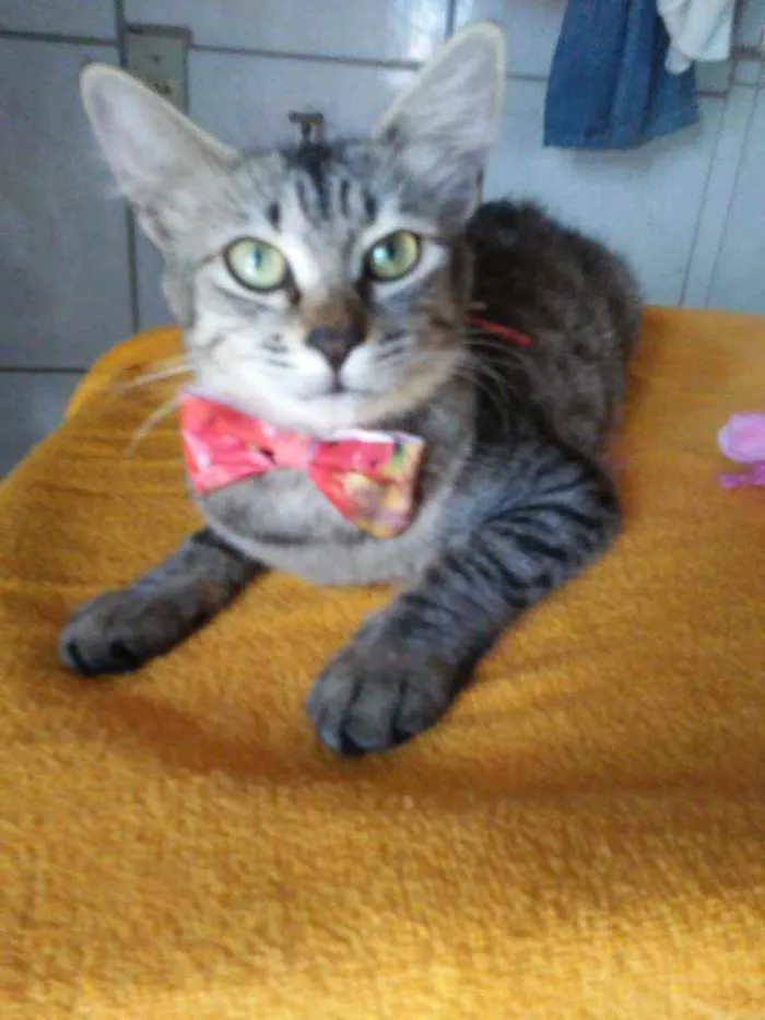 Gato ra a Diferente idade 7 a 11 meses nome Floquinha