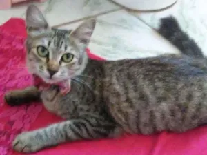 Gato raça Diferente idade 7 a 11 meses nome Floquinha