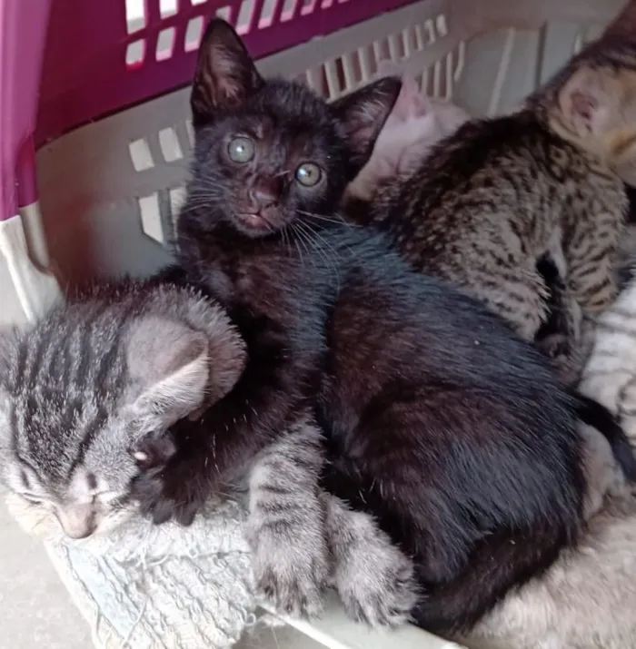 Gato ra a SRD-ViraLata idade Abaixo de 2 meses nome - 