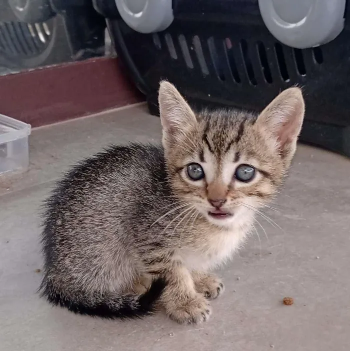 Gato ra a SRD-ViraLata idade Abaixo de 2 meses nome - 