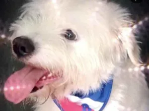 Cachorro raça Srd idade 7 a 11 meses nome Neve bebê lindo 