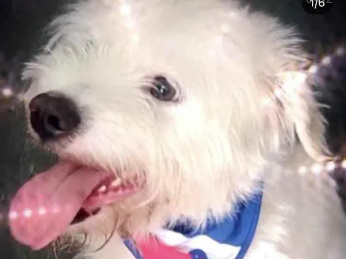 Cachorro raça Srd idade 7 a 11 meses nome Neve bebê lindo 