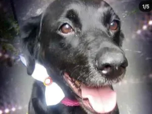 Cachorro raça Labrador mix  idade 1 ano nome Luna Linda 