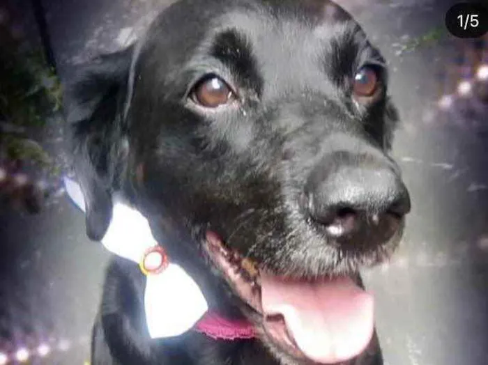 Cachorro raça Labrador mix  idade 1 ano nome Luna Linda 