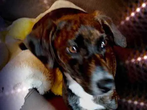 Cachorro raça Srd  idade 2 a 6 meses nome Molly bebê linda 