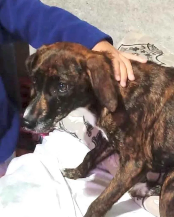 Cachorro raça Srd  idade 2 a 6 meses nome Molly bebê linda 