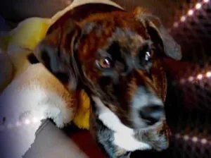 Cachorro raça Srd  idade 2 a 6 meses nome Molly bebê linda 