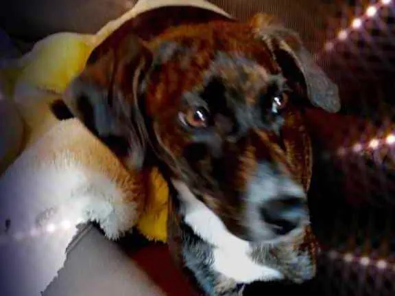 Cachorro raça Srd  idade 2 a 6 meses nome Molly bebê linda 