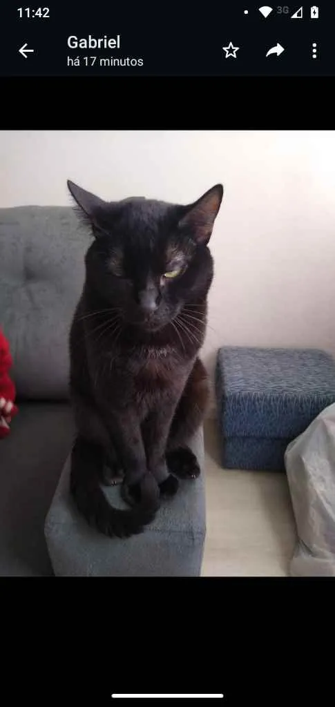 Gato ra a SRD idade 2 anos nome Gordão e Paozinho