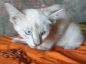 Gato raça Siames idade 2 a 6 meses nome Flor