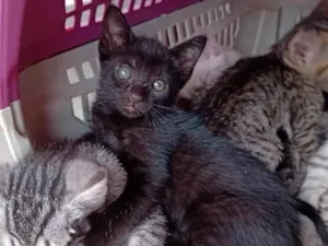 Gato raça SRD-ViraLata idade Abaixo de 2 meses nome - 