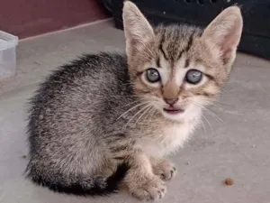 Gato raça SRD-ViraLata idade Abaixo de 2 meses nome - 