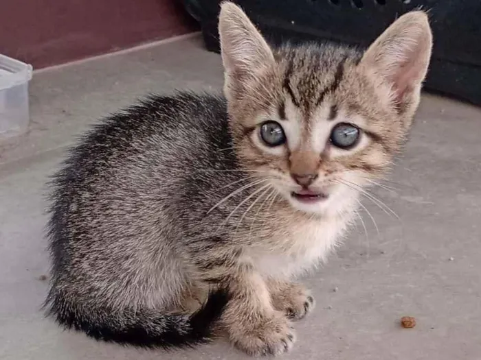 Gato ra a SRD-ViraLata idade Abaixo de 2 meses nome - 