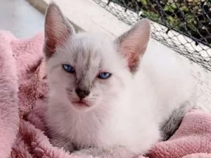Gato raça SRD-ViraLata idade Abaixo de 2 meses nome - 