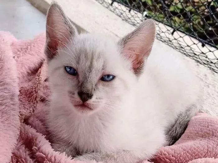 Gato ra a SRD-ViraLata idade Abaixo de 2 meses nome - 
