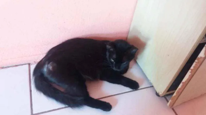 Gato ra a Vira-Lata idade 2 anos nome Ruby