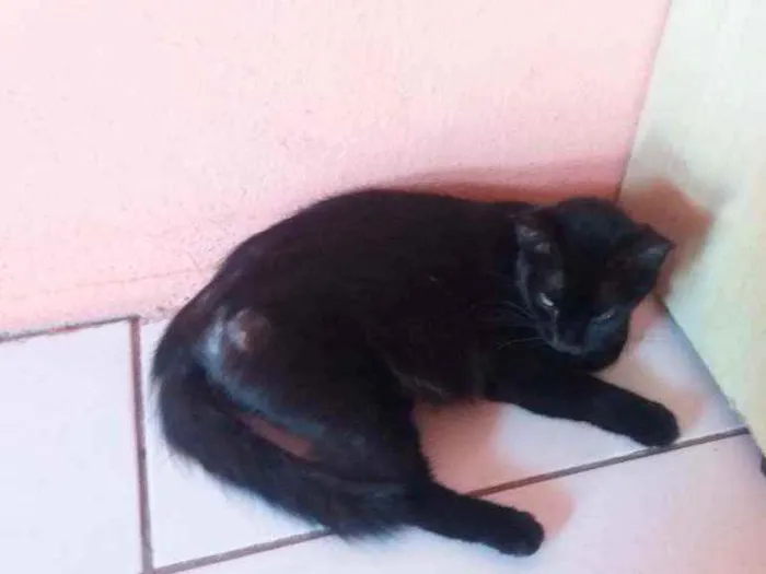 Gato ra a Vira-Lata idade 2 anos nome Ruby