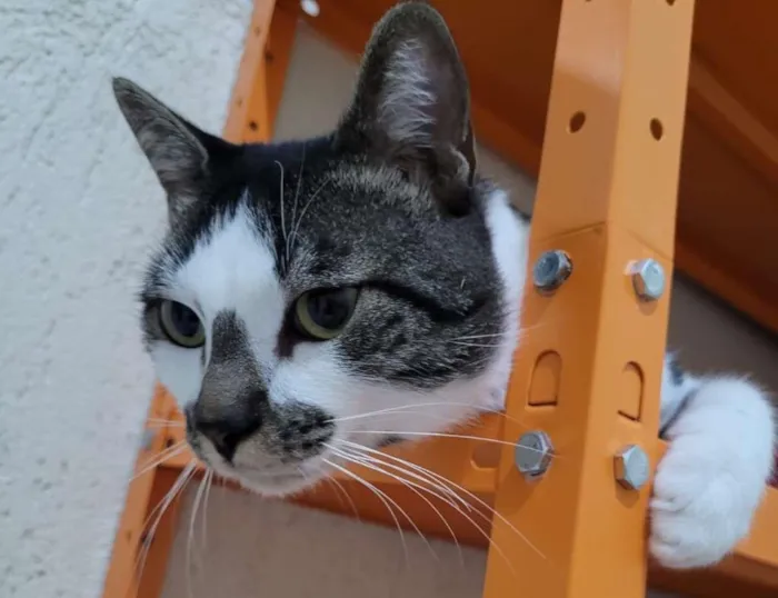 Gato ra a S.R.D. idade 1 ano nome Sonho