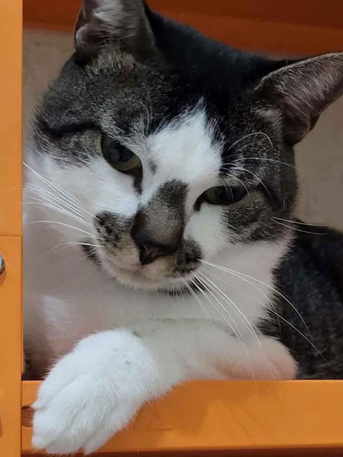 Gato ra a S.R.D. idade 1 ano nome Sonho