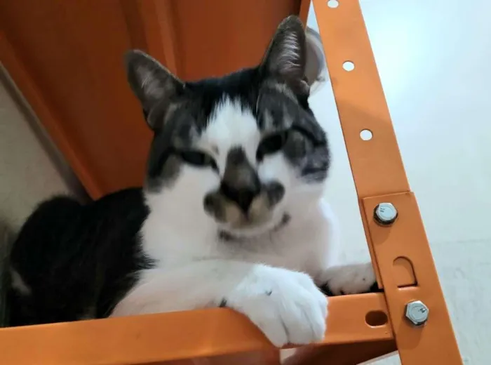 Gato ra a S.R.D. idade 1 ano nome Sonho
